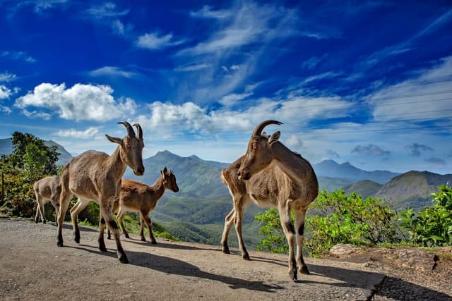 Nilgiri Tahr